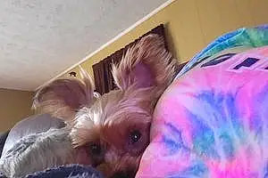 Name Yorkshire Terrier Dog Tootsie