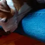 Textile, Comfort, Carnivore, Finger, Fawn, Felidae, Dog breed, Whiskers, Small To Medium-sized Cats, Electric Blue, Companion dog, Human Leg, Tail, Wool, Thigh, Thumb, Nail, Furry friends, Lap