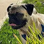 Pug, Dog, Dog breed, Carnivore, Plant, Companion dog, Grass, Fawn, Wrinkle, Whiskers, Snout, Toy Dog, Collar, Dog Collar, Canidae, Working Animal, Bulldog, Terrestrial Animal, Tree