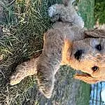 Carnivore, Grass, Fawn, Dog breed, Snout, Companion dog, Terrestrial Animal, Groundcover, Terrier, Event, Furry friends, Airedale Terrier, Toy, Soil, Tail, Stuffed Toy, Working Animal, Art, Trunk, Canidae