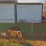 Dog, Fence, Sky, Dog breed, Carnivore, Fawn, Grass, Wire Fencing, Mesh, Landscape, Grassland, Home Fencing, Terrestrial Animal, Pasture, Prairie, Field, Tail, Chain-link Fencing, Soil, Wood
