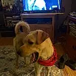 Dog, Dog breed, Television, Picture Frame, Wood, Carnivore, Cable Television, Fawn, Companion dog, Working Animal, Television Set, Home Appliance, Chair, Snout, Hardwood, Tail, Canidae
