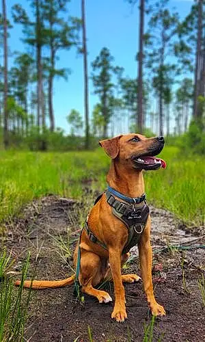 Name Coonhound Dog Rosco