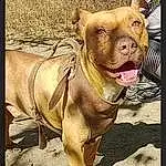 Dog, Carnivore, Dog breed, Fawn, Working Animal, Terrestrial Animal, Ori-pei, Companion dog, Soil, Wrinkle, Liver, Canidae, Paw, Livestock, Ancient Dog Breeds, Non-sporting Group, Furry friends