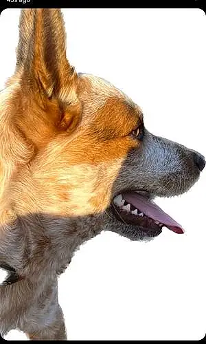 Australian cattle dog Dog Roscoe Pico Griffith
