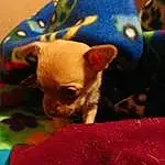 Dog, Chihuahua, Fawn, Red, Carnivore, Toy Dog, Companion dog, Snout, Whiskers, Working Animal, Comfort, Dog breed, Furry friends, Terrestrial Animal, Carmine, Corgi-chihuahua, Dog Supply, Magenta, Linens, Non-sporting Group