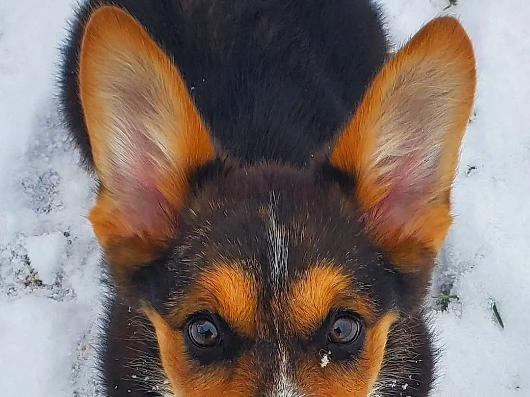Dog, Snow, Carnivore, Dog breed, Whiskers, Fawn, Companion dog, Snout, Ear, Terrestrial Animal, Furry friends, Working Animal, Toy Dog, Winter, Canidae