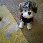 Dog, Carnivore, Dog breed, Companion dog, Toy Dog, Snout, Terrier, Small Terrier, Canidae, Schnauzer, Water Dog, Working Animal, Maltepoo, Non-sporting Group, Puppy, Dog Supply, Poodle Crossbreed