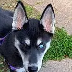 Dog, Dog breed, Carnivore, Whiskers, Working Animal, Sled Dog, Grass, Canidae, Companion dog, Canis, Furry friends, Electric Blue, Terrestrial Animal, Working Dog, Siberian Husky, Herding Dog, Non-sporting Group, Tail, Ancient Dog Breeds