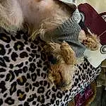 Felidae, Fawn, Whiskers, Terrestrial Animal, Hat, Snout, Small To Medium-sized Cats, Cheetah, Big Cats, Furry friends, Feather, Pattern, Fashion Accessory, Human Leg, Leopard, Eyewear, Giraffe, Hide