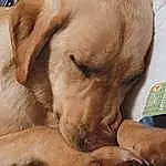 Dog, Carnivore, Dog breed, Gesture, Fawn, Companion dog, Comfort, Snout, Whiskers, Canidae, Working Animal, Retriever, Wrinkle, Paw, Nap, Guard Dog, Labrador Retriever, Furry friends, Sleep