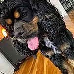 Dog, Dog breed, Carnivore, Companion dog, Wood, Spaniel, Snout, Hardwood, Cocker Spaniel, Furry friends, Working Animal, Liver, Cavalier King Charles Spaniel, Canidae, Toy Dog, Artificial Hair Integrations, Dog Supply, Wood Flooring
