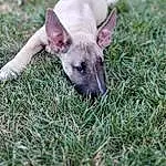 Dog, Carnivore, Dog breed, Grass, Fawn, Terrestrial Animal, Plant, Whiskers, Mexican Hairless Dog, Companion dog, Livestock, Canidae, Furry friends, Tail, Working Animal, Suidae, Domestic Pig, Grassland, Non-sporting Group