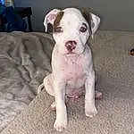 Dog, Dog breed, Carnivore, Fawn, Companion dog, Snout, Chair, Working Animal, Tail, Canidae, Dogo Argentino, Toy Dog, Non-sporting Group, Comfort, Molosser, Cordoba Fighting Dog, Dogo Guatemalteco, Pit Bull