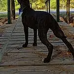 Dog, Dog breed, Carnivore, Wood, Fawn, Plant, Terrestrial Animal, Tail, Snout, Liver, Working Animal, Mexican Hairless Dog, Canidae, Guard Dog, Tree, Working Dog, Shade, Non-sporting Group, Metal