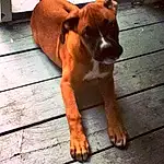 Dog, Wood, Carnivore, Dog breed, Fawn, Liver, Companion dog, Hardwood, Working Animal, Snout, Boxer, Tail, Paw, Molosser, Guard Dog, Whiskers, Home Appliance, Toy Dog