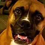 Dog, Dog breed, Boxer, Carnivore, Jaw, Ear, Fawn, Companion dog, Whiskers, Snout, Working Animal, Giant Dog Breed, Furry friends, Wrinkle, Molosser, Working Dog, Canidae, Guard Dog, Terrestrial Animal