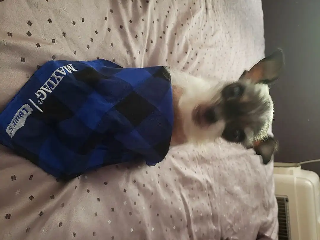 Comfort, Cat, Sleeve, Dog breed, Carnivore, Small To Medium-sized Cats, Felidae, Fawn, Companion dog, Linens, Pattern, Whiskers, Furry friends, Siamese, Tartan, Plaid, Tail, Nap, Canidae