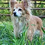 Dog, Carnivore, Dog breed, Plant, Whiskers, Companion dog, Fawn, Collie, Grass, Spitz, Snout, German Spitz Mittel, German Spitz, Canidae, Polka Dot, Furry friends, Tail, Herding Dog, Street dog