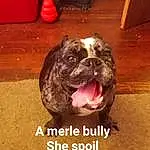 Dog, Dog breed, Carnivore, Bulldog, Liver, Fawn, Companion dog, Snout, Whiskers, Photo Caption, Wood, Furry friends, Wrinkle, Canidae, Hardwood, Paw, Molosser