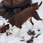Snow, Dog breed, Working Animal, Fawn, Freezing, Snout, Terrestrial Animal, Tail, Livestock, Liver, Winter, Canidae, Furry friends, Grazing, Bovine, Herd, Pack Animal, Cow-goat Family