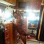 Brown, Dog, Carnivore, Dog breed, Wood, Cabinetry, Fawn, Companion dog, Hardwood, Drawer, Door, Room, Liver, Canidae, Home Door, Guard Dog, Tail