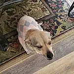 Dog, Carnivore, Dog breed, Grey, Wood, Fawn, Companion dog, Working Animal, Comfort, Snout, Tail, Road Surface, Pet Supply, Paw, Hardwood, Linens, Whiskers