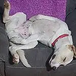 Dog, Furniture, Comfort, Carnivore, Dog breed, Couch, Dog Supply, Fawn, Companion dog, Collar, Tail, Pet Supply, Working Animal, Linens, Bed, Canidae, Paw, Nap, Sighthound