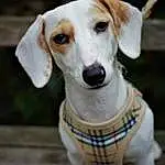Dog, Carnivore, Dog breed, Collar, Pet Supply, Whiskers, Dog Supply, Companion dog, Fawn, Snout, Dog Collar, Canidae, Wood, Working Animal, Hunting Dog