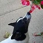 Flower, Dog, Carnivore, Dog breed, Grey, Plant, Collar, Fawn, Whiskers, Tints And Shades, Petal, Road Surface, Snout, Companion dog, Tail, Asphalt, Grass, Twig, Magenta, Terrestrial Animal