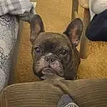 Dog, Eyes, Bulldog, Dog breed, Carnivore, Ear, Whiskers, Companion dog, Fawn, Wrinkle, Comfort, Snout, Working Animal, Toy Dog, Terrestrial Animal, French Bulldog, Canidae, Non-sporting Group, Molosser