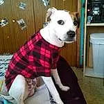 Dog, Dog Supply, Tartan, Dog Clothes, Sleeve, Pet Supply, Home Appliance, Working Animal, Carnivore, Collar, Dog breed, Cabinetry, Fawn, Plaid, Companion dog, Pattern, Dog Collar, Wood, Television, Kitchen Appliance