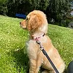 Dog, Carnivore, Collar, Dog breed, Fawn, Grass, Plant, Companion dog, Snout, Pet Supply, Leash, Tail, Tree, Canidae, Dog Collar, Working Animal