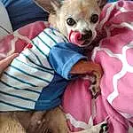 Dog, Carnivore, Dog breed, Comfort, Pink, Fawn, Companion dog, Dog Supply, Whiskers, Chihuahua, Working Animal, Furry friends, Canidae, Terrestrial Animal, Toy Dog, Magenta, Pattern, Linens, Sleeve