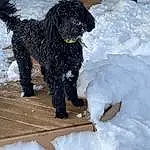 Dog, Snow, Dog breed, Carnivore, Water Dog, Companion dog, Working Animal, Winter, Freezing, Gun Dog, Poodle, Furry friends, Tail, Precipitation, Canidae, Labradoodle, Working Dog, Terrier, Non-sporting Group