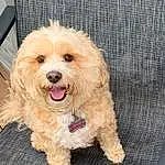 Dog, Dog breed, Carnivore, Companion dog, Toy Dog, Canidae, Maltepoo, Furry friends, Yorkipoo, Small Terrier, Dog Supply, Working Animal, Terrier, Water Dog, Non-sporting Group, Shih-poo, Chair