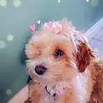 Dog, Dog breed, Carnivore, Companion dog, Fawn, Toy Dog, Snout, Water Dog, Furry friends, Working Animal, Canidae, Maltepoo, Terrier, Yorkipoo, Non-sporting Group, Small Terrier, Puppy, Labradoodle