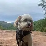 Cloud, Dog, Sky, Dog Supply, Carnivore, Dog breed, Fawn, Liver, Companion dog, Working Animal, Pet Supply, Toy Dog, Tree, Snout, Plant, Terrier, Dog Collar, Canidae, Small Terrier, Shih Tzu