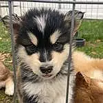 Dog, Dog breed, Carnivore, Sled Dog, Plant, Fawn, Companion dog, Snout, Grass, Terrestrial Animal, Furry friends, Whiskers, Canidae, Canis, Tail, Wolf, Working Dog, Ancient Dog Breeds