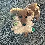 Dog, Dog breed, Toy, Carnivore, Companion dog, Fawn, Grass, Liver, Dog Supply, Working Animal, Snout, Tail, Stuffed Toy, Wood, Whiskers, Toy Dog, Furry friends, Canidae, Paw