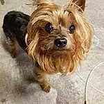 Dog, Carnivore, Dog breed, Working Animal, Companion dog, Fawn, Liver, Toy Dog, Snout, Canidae, Small Terrier, Furry friends, Yorkipoo, Terrier, Biewer Terrier, Maltepoo, Dog Supply, Terrestrial Animal, Puppy