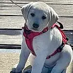 Dog, Dog breed, Carnivore, Collar, Pet Supply, Dog Supply, Companion dog, Fawn, Dog Collar, Working Animal, Snout, Leash, Electric Blue, Canidae, Furry friends, Labrador Retriever, Winter, Working Dog, Non-sporting Group