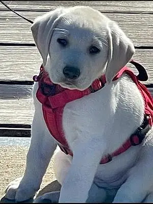 Firstname Labrador Retriever Dog Nova