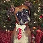 Dog, Dog breed, Carnivore, Collar, Working Animal, Fawn, Companion dog, Boxer, Whiskers, Dog Collar, Snout, Christmas Tree, Pet Supply, Event, Holiday, Dog Supply, Canidae, Terrestrial Animal, Interior Design