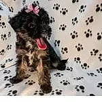 Dog, Dog breed, Carnivore, Water Dog, Companion dog, Snout, Toy Dog, Dog Supply, Terrier, Small Terrier, Working Animal, Furry friends, Canidae, Yorkipoo, Terrestrial Animal, Liver, Pet Supply, Non-sporting Group, Tail