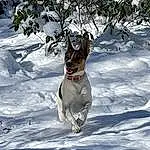 Dog, Snow, Dog breed, Carnivore, Collar, Fawn, Snout, Freezing, Dog Collar, Dog Supply, Recreation, Winter, Companion dog, Canidae, Pet Supply, Non-sporting Group, Tail, Hunting Dog, Guard Dog
