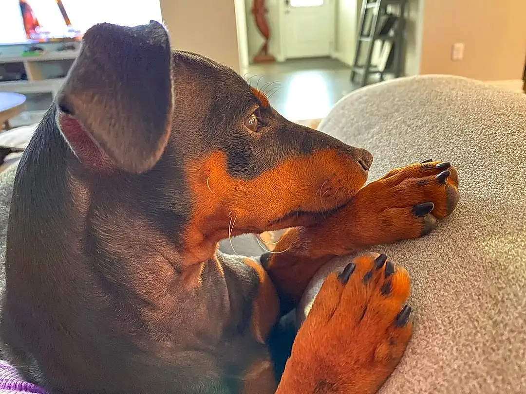 Dog, Ear, Carnivore, Liver, Companion dog, Whiskers, Snout, Working Animal, Dog breed, Collar, Comfort, Terrestrial Animal, Canidae, Furry friends, Pinscher, Guard Dog, Hound, Working Dog, Claw