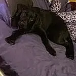 Dog, Comfort, Carnivore, Dog breed, Grey, Fawn, Companion dog, Tail, Working Animal, Linens, Liver, Bed, Bedding, Terrestrial Animal, Felidae, Room, Guard Dog, Nap, Canidae