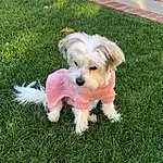 Dog, Carnivore, Dog breed, Dog Clothes, Grass, Dog Supply, Companion dog, Toy Dog, Plant, Lawn, Tail, Small Terrier, Terrier, Canidae, Groundcover, Working Animal, Puppy love, Maltepoo, Dog Collar