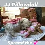 Dog, Comfort, Dog breed, Carnivore, Dog Supply, Companion dog, Fawn, Toy Dog, Font, Linens, Liver, Bedding, Furry friends, Room, Photo Caption, Sitting, Canidae, Magenta, Small Terrier